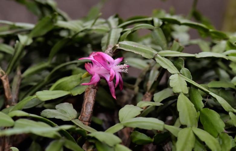 Plants Shirley Orfanella 5.jpg