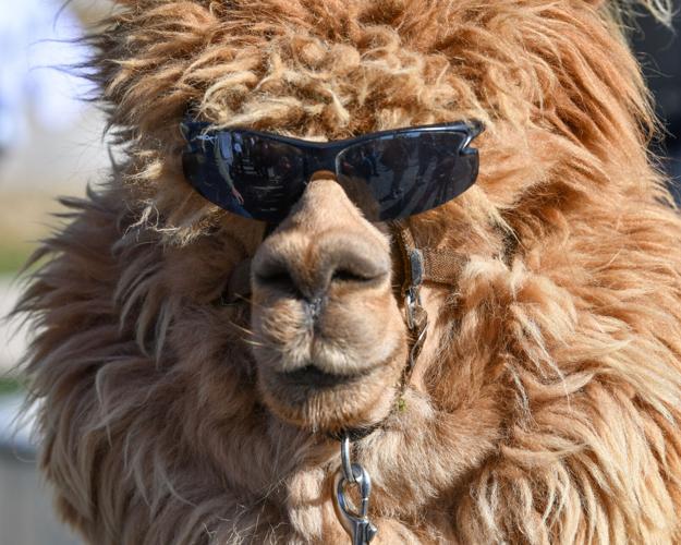 alpacas 11062021-5.jpg