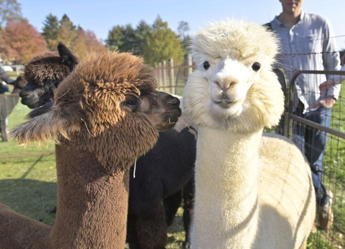 Eastland Alpacas 3.jpg