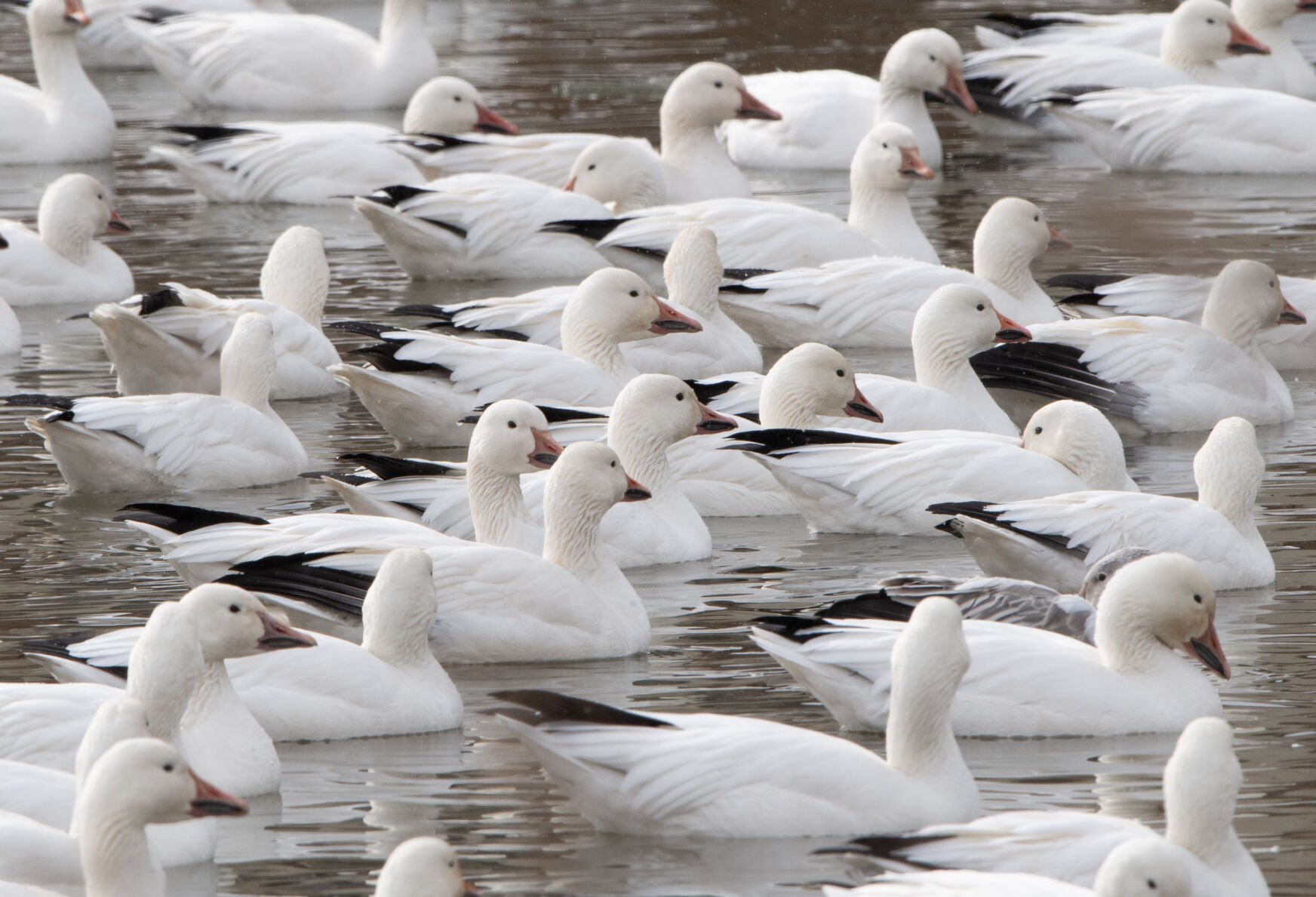 Snow Geese Manor Township