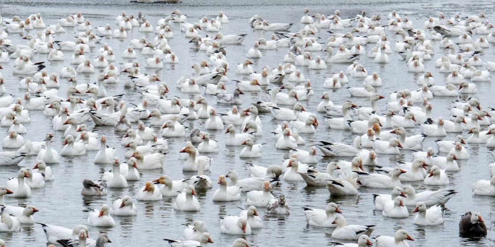 Snow Geese Manor Township