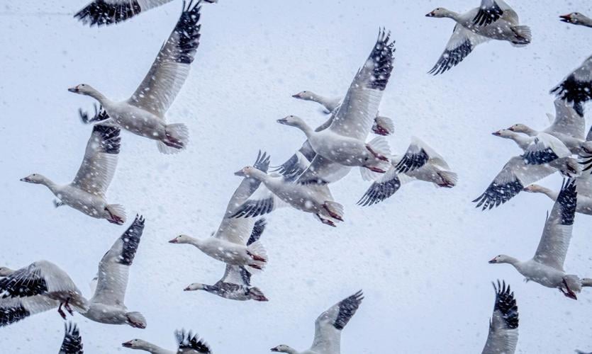 Snow Geese Manor Township