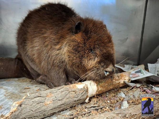 Beaver Rehab 1